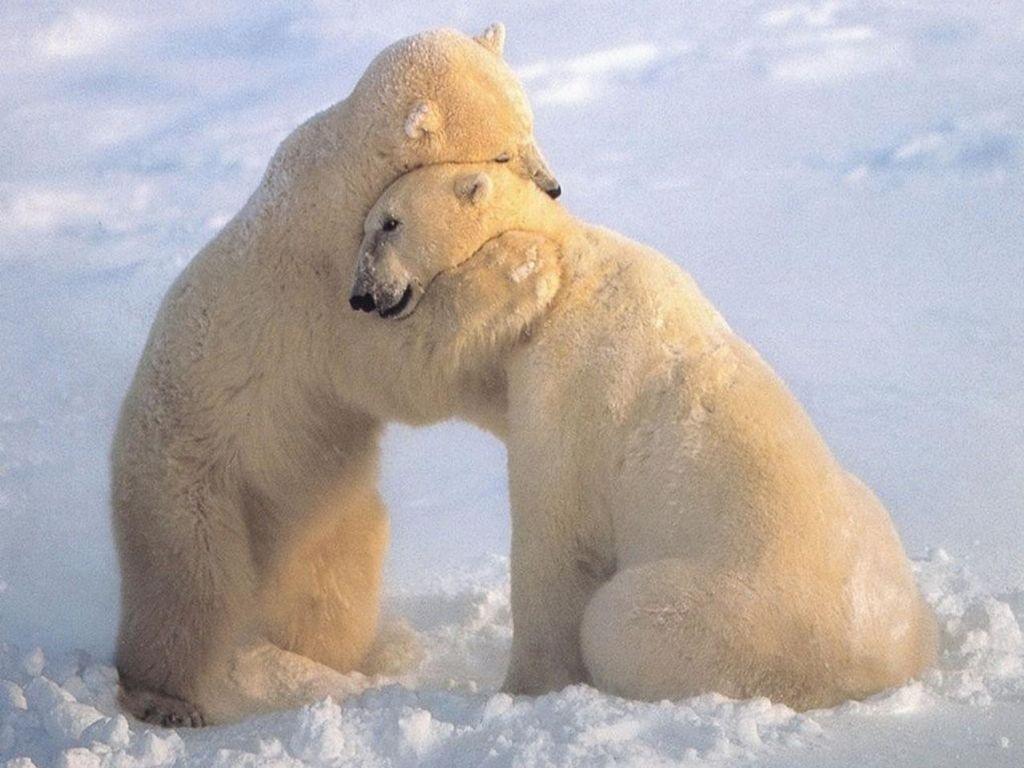 large.bearhug.jpg.72f94a64eaad6b86c9cd87