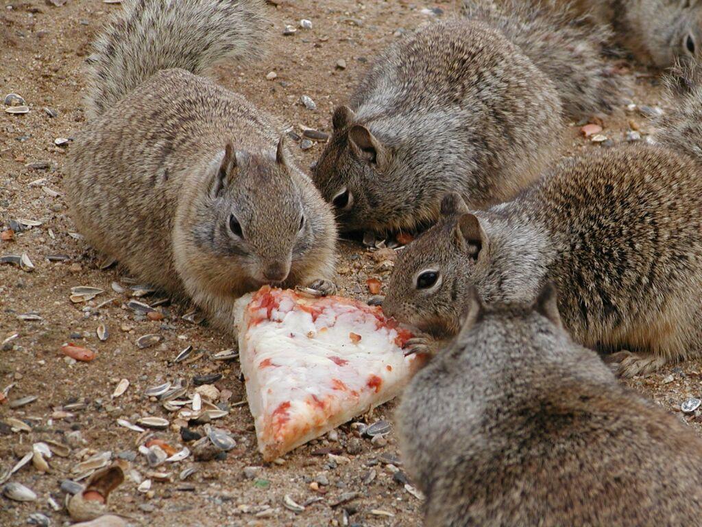 large.pizza-squirrels.jpg.60c78a0425da26