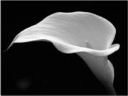 large.BW-Calla-Lily-1_090115.jpg