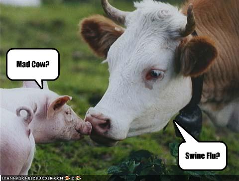 funny-pictures-swine-flu-and-mad-cow.jpg