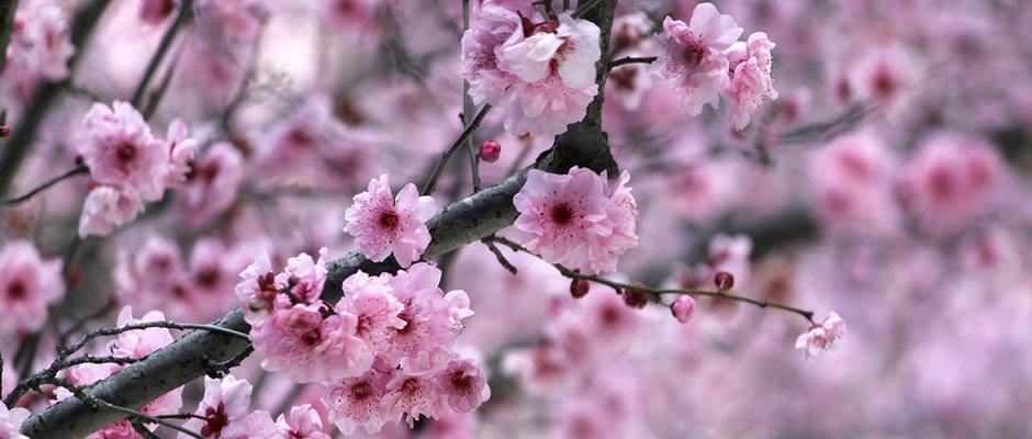 large.56eee0288940d_Japan_cherry_blossom
