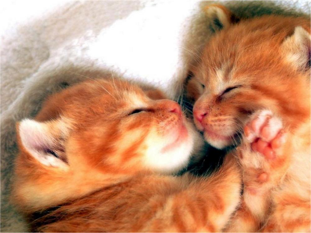 Wallpaper - Kittens (1024x768).jpg