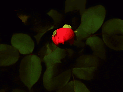 large.animated-red-rose-blooming-gif.gif