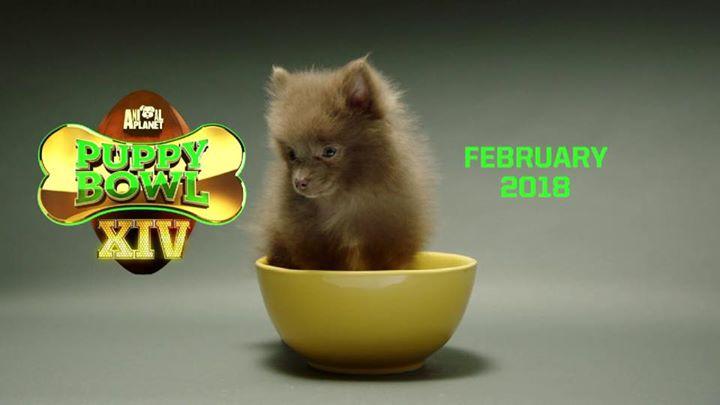 large.5a7697a6af7c8_PuppyBowl2018020418.jpg
