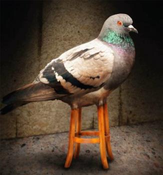 1307164435_stool-pigeon1.jpg