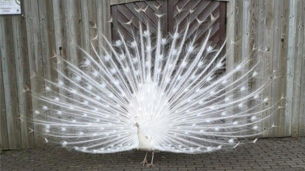 large.405880002_SnowyWhitePeacock040525.jpg